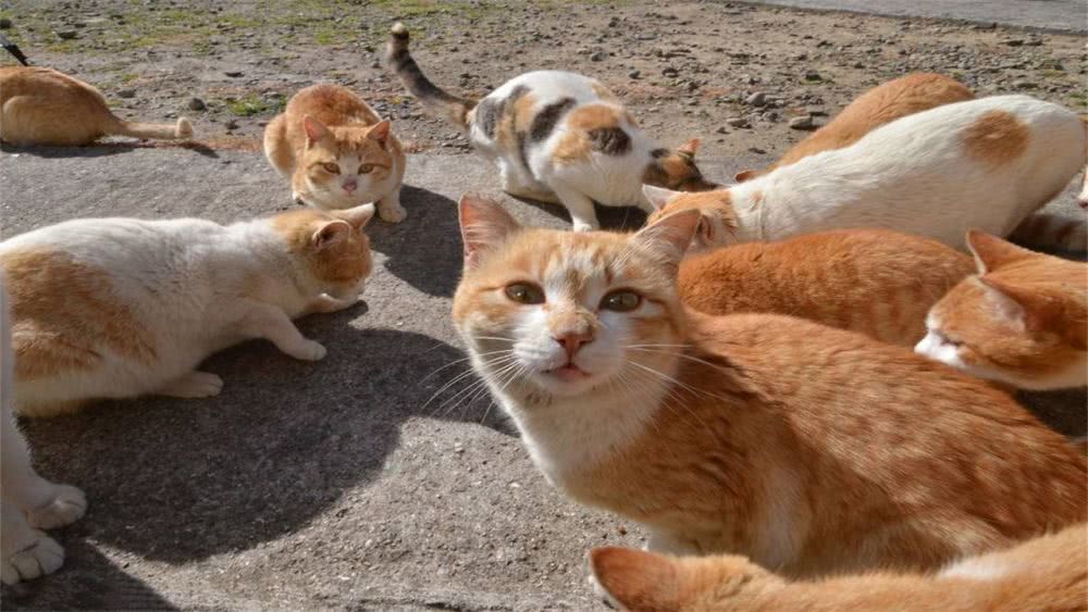 居民养猫引发楼道恶臭纠纷，探寻猫与自然和谐之美的心灵之旅