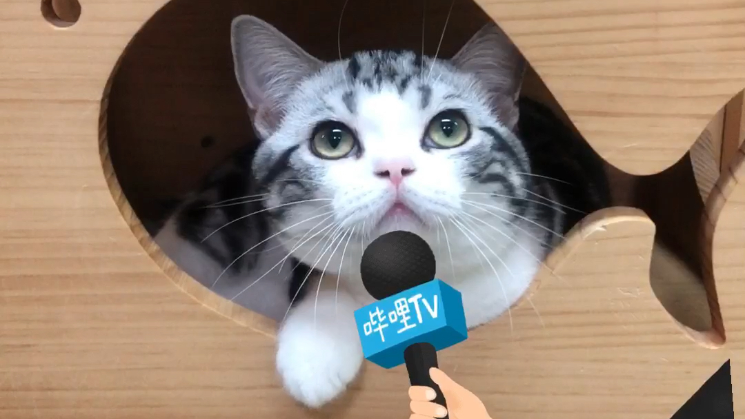 猫咪视频最新，科技与生活的完美融合，前沿体验欣赏
