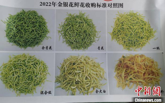 小红书分享，金银花的最新价格动态