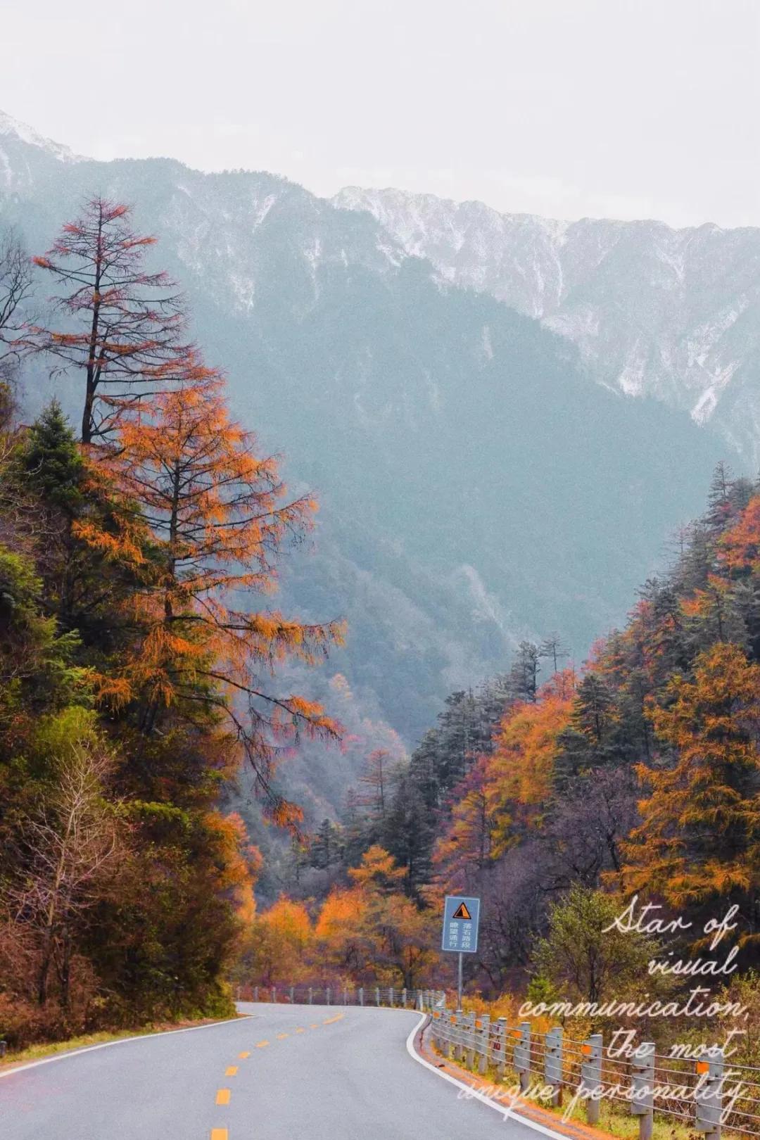 最新森林法，与自然美景的邂逅，探寻内心平和之旅
