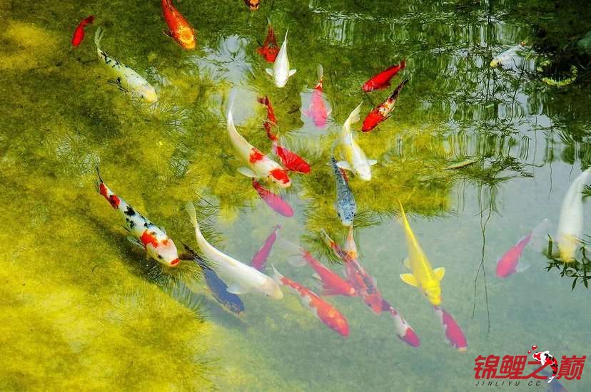 金鳞岂是池中物，与自然美景的邂逅与内心平和之旅在线阅读