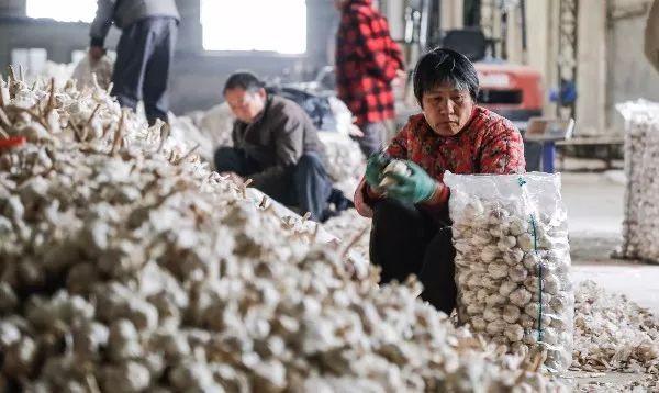 山东金乡大蒜最新价格探析，市场走势与各方观点分析