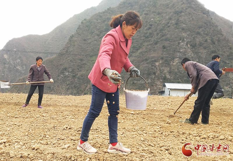 旱半夏最新价格，一段关于友情与陪伴的感人故事
