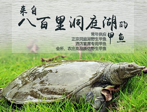 外塘甲鱼最新价格探讨与观点阐述