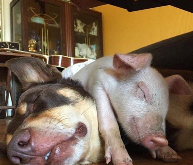 最新打猪犬出售情况分析与观点阐述