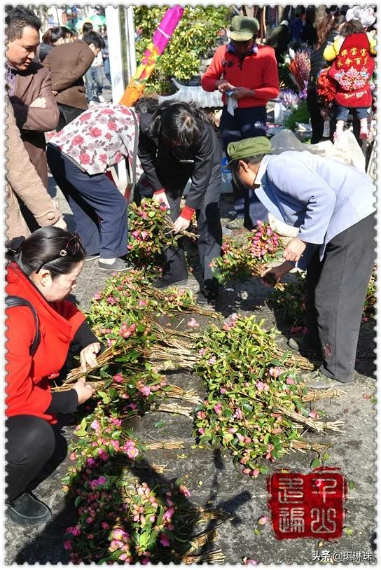 鹤庆兰花最新价格
