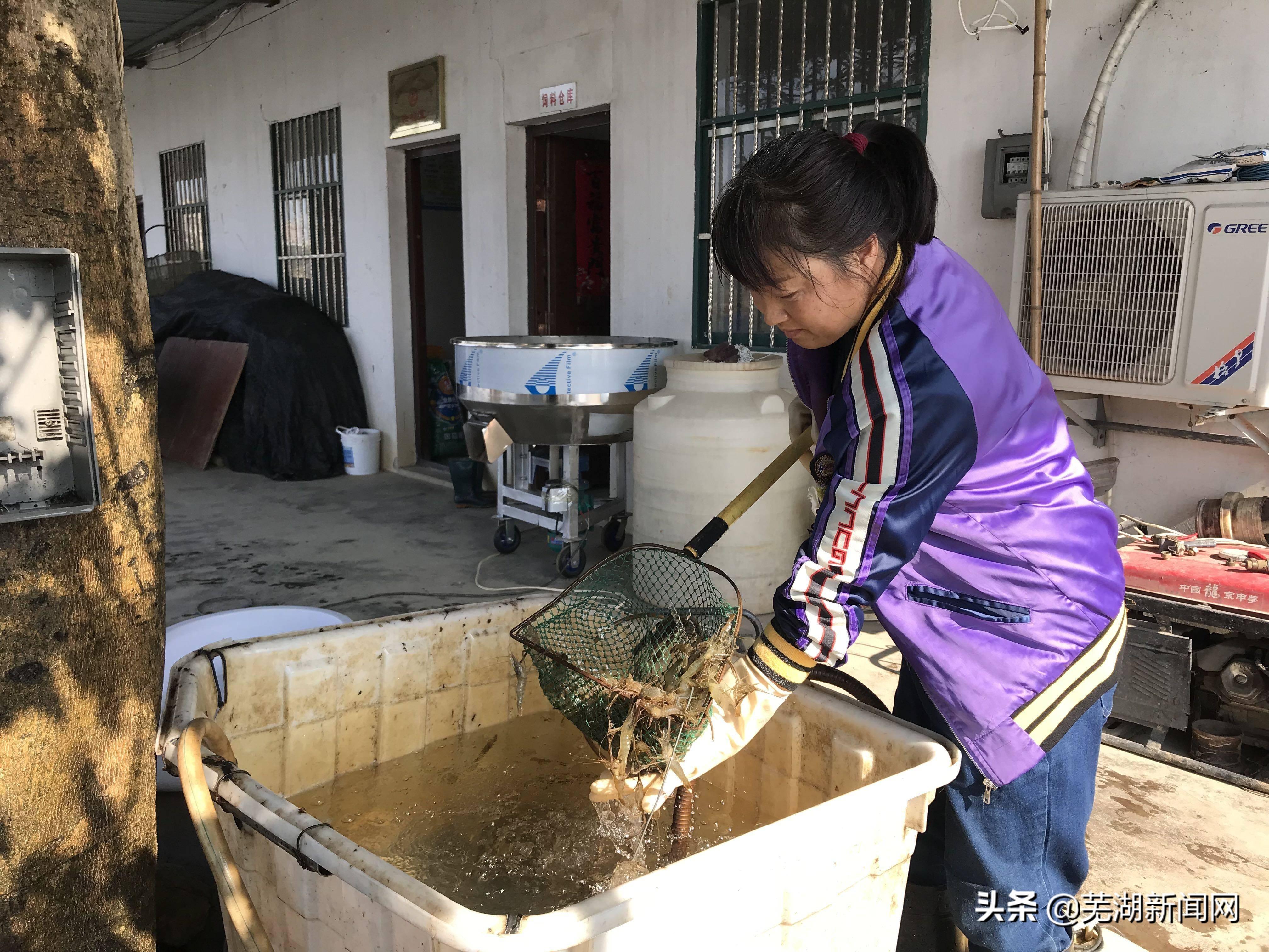 芜湖元亩塘最新动态，科技驱动升级，全新体验引领未来