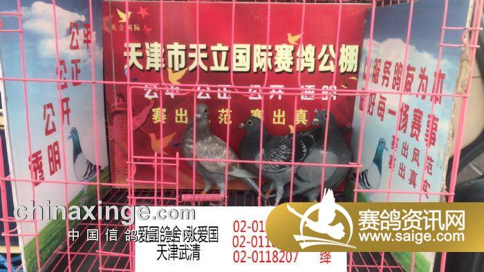 观点论述揭秘