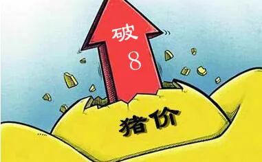 寻找内心平静的旅程，最新猪价信息一览无余