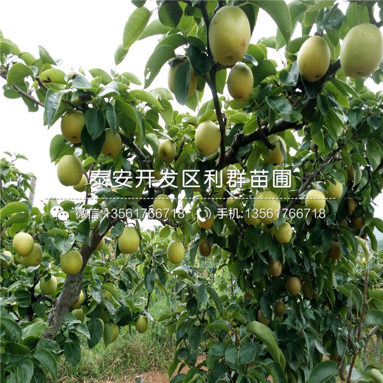 桃树新品种的探讨与观点阐述