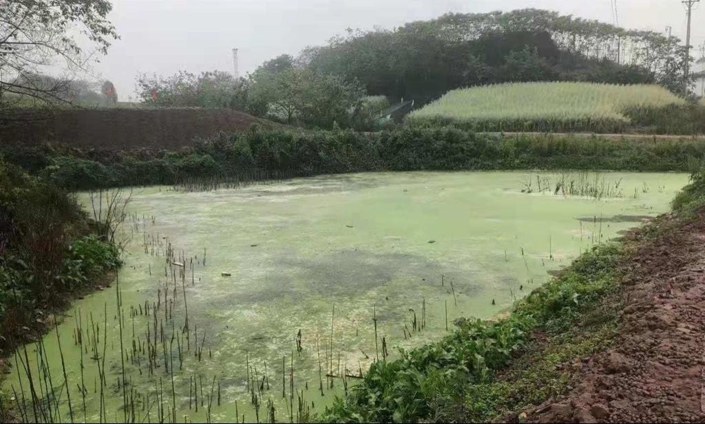 中央环保督察组在四川的最新动态观察报告