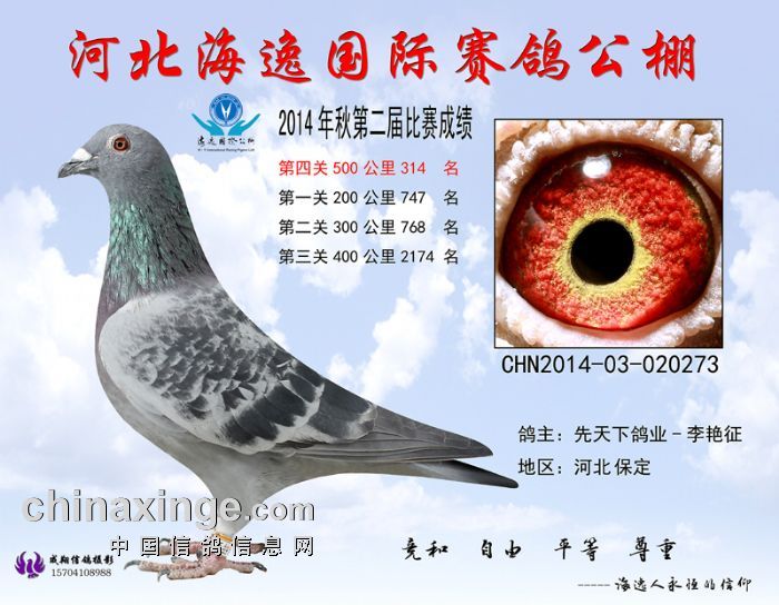 宁夏玺恒翔赛鸽公棚最新公告，友情与飞翔的交汇篇章